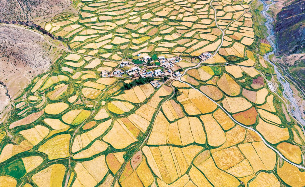 拉萨河谷大地流金迎丰收